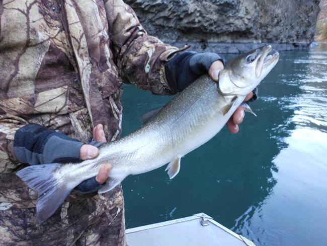 Oregon ranchers, feds defeat 2003 bull trout lawsuit | iNFOnews.ca