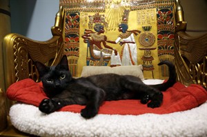 Cats have yet to regain their sacred status, but with social media they're getting closer | iNFOnews.ca CP31238726