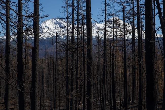 Cool, damp weather brings relief to US wildfire outlook | iNFOnews.ca