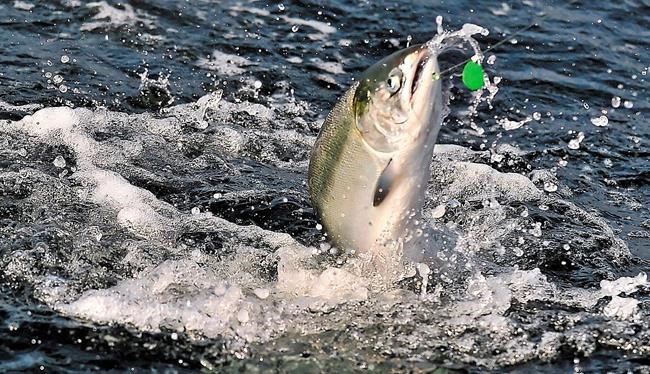 International 10-year salmon preservation plan advances | iNFOnews.ca International 10-year salmon preservation plan advances | iNFOnews.ca