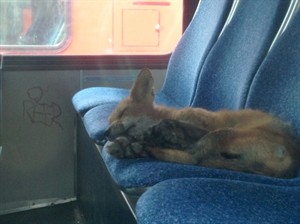 Fox gets famous after photographed sleeping aboard Ottawa city bus | iNFOnews.ca CP29239923