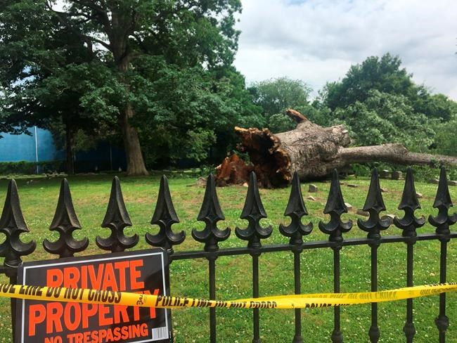 New Jersey town's nearly 600-year-old oak tree falls down | iNFOnews.ca