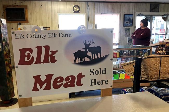 Elk spur a tourism boom in northwestern Pennsylvania | iNFOnews.ca Elk spur a tourism boom in northwestern Pennsylvania | iNFOnews.ca