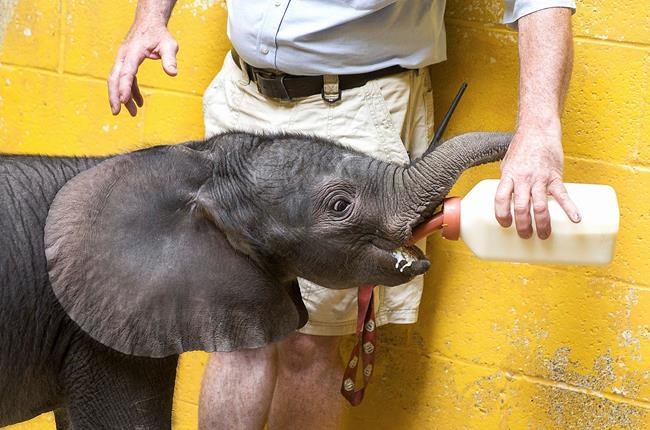 Pittsburgh Zoo's preemie elephant ready for visitors | iNFOnews.ca