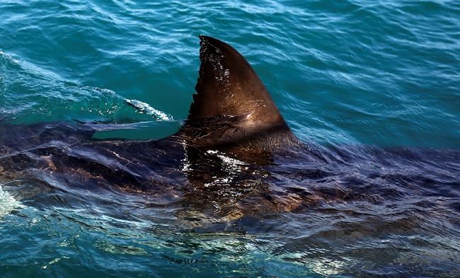 Michael Phelps defends Shark Week 'race' against great white | iNFOnews.ca Michael Phelps defends Shark Week 'race' against great white | iNFOnews.ca