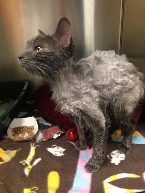 Cat found tied up, doused with gas and placed in trash bag | iNFOnews.ca