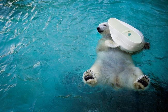 Coldilocks, the oldest captive polar bear in the US, dies | iNFOnews.ca