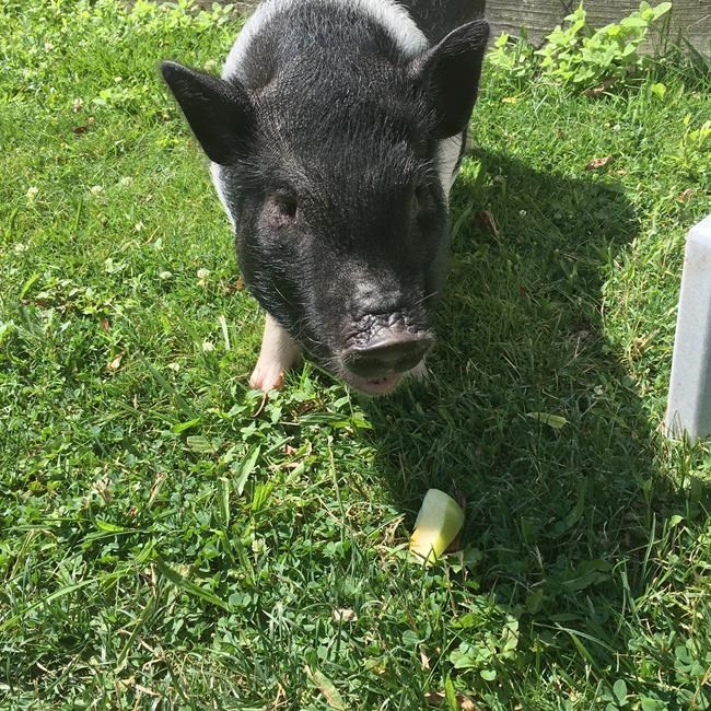 Owner: Missing potbellied therapy pig is found, now home | iNFOnews.ca