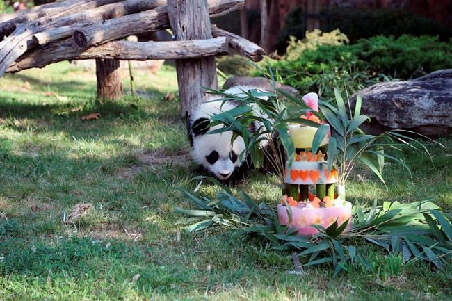 Bring on the cake: France's baby panda has his 1st birthday | iNFOnews.ca
