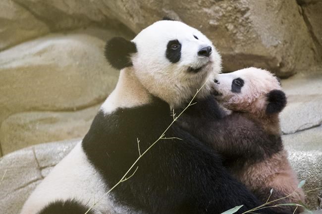 France's playful baby panda makes 1st public appearance | iNFOnews.ca