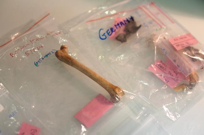 Science Says: DNA shows early spread of cats in human world | iNFOnews.ca