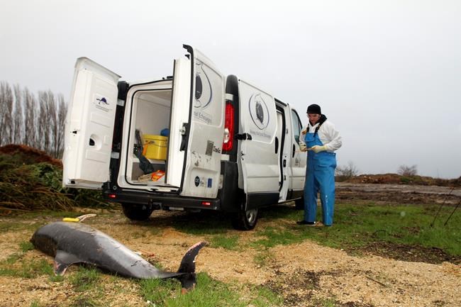 Record 1,100 dolphins wash up on French shores this year | iNFOnews.ca CP609769792