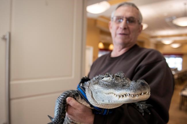 Man says emotional support alligator helps his depression | iNFOnews.ca