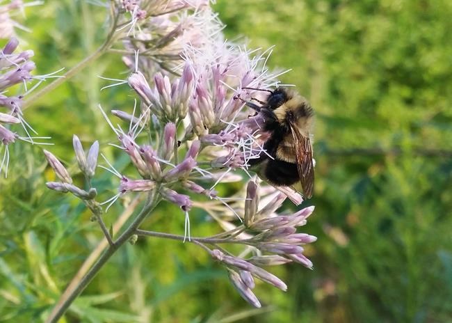 Rusty patched bumble bee recommended for endangered list | iNFOnews.ca Rusty patched bumble bee recommended for endangered list | iNFOnews.ca
