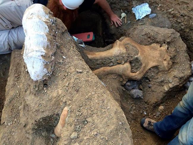 Questions arise after excavation of California mammoth skull | iNFOnews.ca