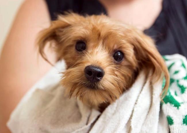 California couple pleads guilty to hoarding 170 Yorkies | iNFOnews.ca California couple pleads guilty to hoarding 170 Yorkies | iNFOnews.ca