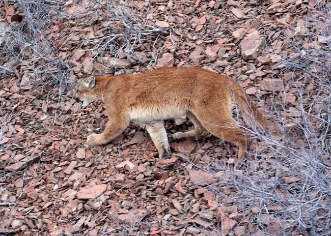 Authorities: Dead Oregon hiker likely killed by cougar | iNFOnews.ca