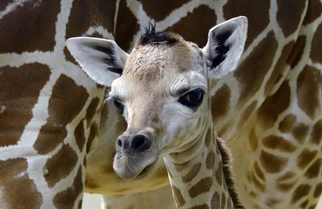 Colorado Springs' 8-week-old giraffe euthanized | iNFOnews.ca