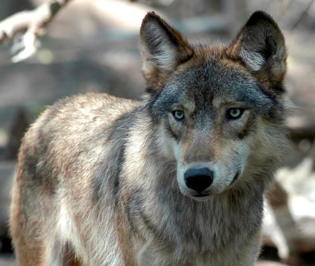 Congress seeks species law changes after grizzly hunt barred | iNFOnews.ca Congress seeks species law changes after grizzly hunt barred | iNFOnews.ca