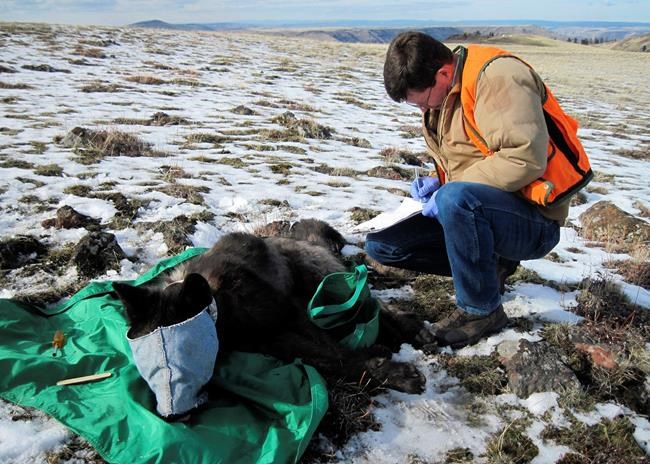 Reward offered for info on wolf-killing poacher in Oregon | iNFOnews.ca