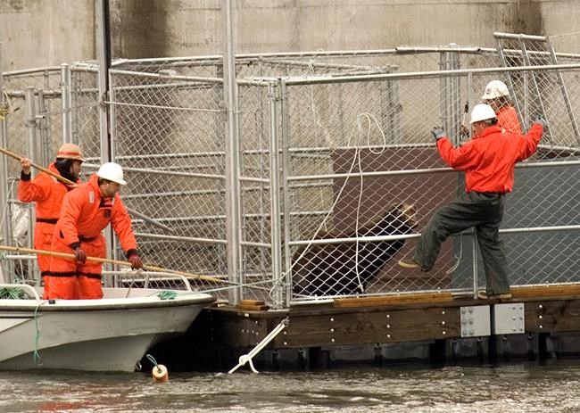Congress OKs bill to allow killing sea lions to help salmon | iNFOnews.ca