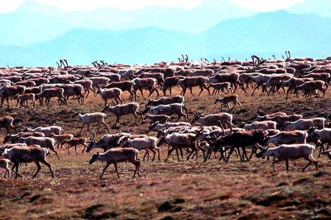 Congress debates oil drilling in largest US wildlife refuge | iNFOnews.ca