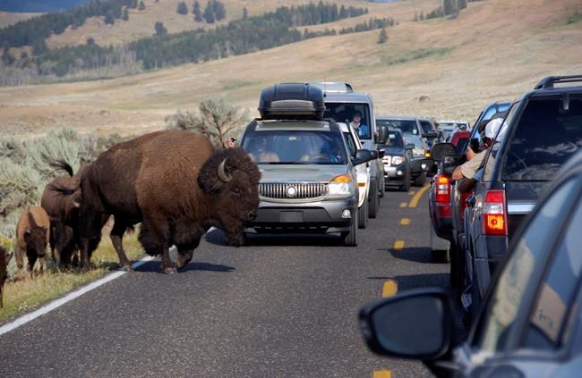 Bison gores woman in Yellowstone's 3rd recent animal attack | iNFOnews.ca