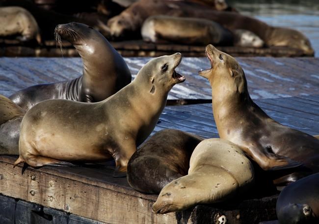 Sea lion attacks fourth swimmer in San Francisco Bay | iNFOnews.ca Sea lion attacks fourth swimmer in San Francisco Bay | iNFOnews.ca