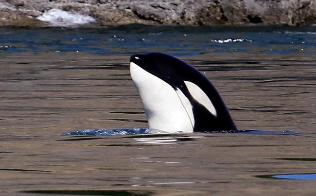 New effort will analyze genes of endangered Northwest orcas | iNFOnews.ca