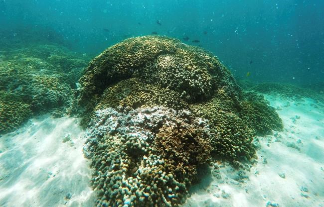 Scientists: Half of Hawaii's coral reefs bleached in 2014-15 | iNFOnews.ca
