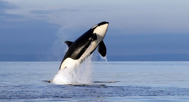 State bills tackle threats to endangered Puget Sound orcas | iNFOnews.ca