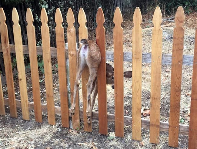Oregon officer rescues baby deer stuck in fence | iNFOnews.ca Oregon officer rescues baby deer stuck in fence | iNFOnews.ca