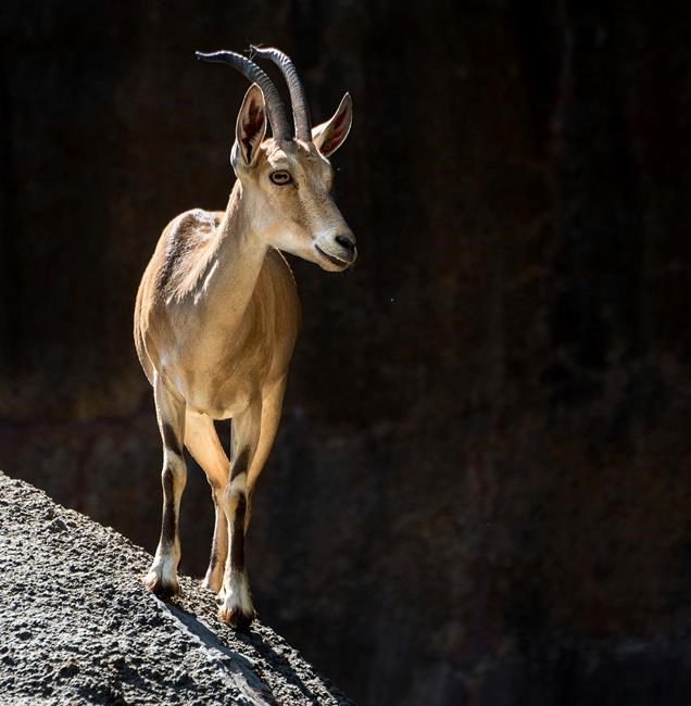 Los Angeles Zoo euthanizes herd of threatened goats | iNFOnews.ca