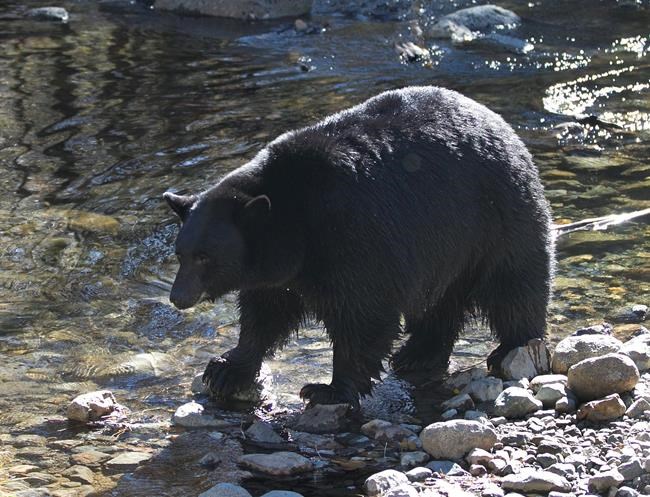 Black bears back in eastern Nevada after 80-year absence | iNFOnews.ca