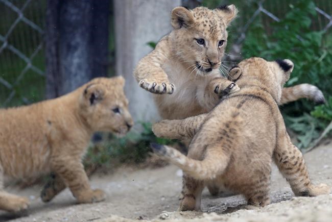 3 rare Barbary lion cubs born in Czech zoo park | iNFOnews.ca 3 rare Barbary lion cubs born in Czech zoo park | iNFOnews.ca