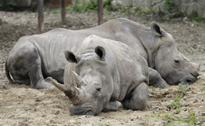 Group: Wildlife populations of about 3,000 species plummet far worse than previously thought | iNFOnews.ca CP30099440