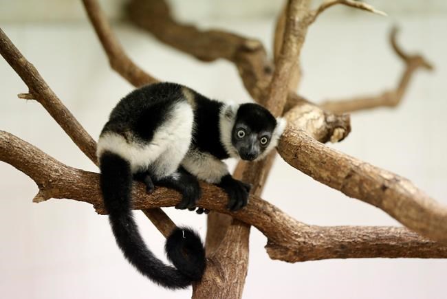 Prague zoo says it's on its way to breeding rare lemurs | iNFOnews.ca