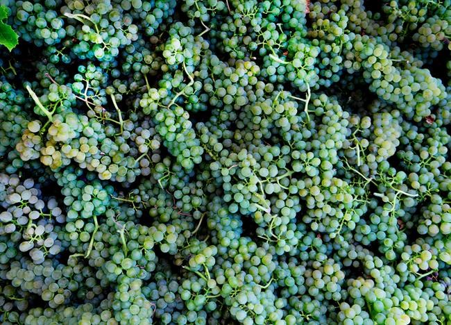 In scorching summer, Germany launches earliest grape harvest | iNFOnews.ca