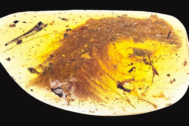 Saskatchewan researcher helps ID feathered dinosaur vertebrae encased in amber | iNFOnews.ca