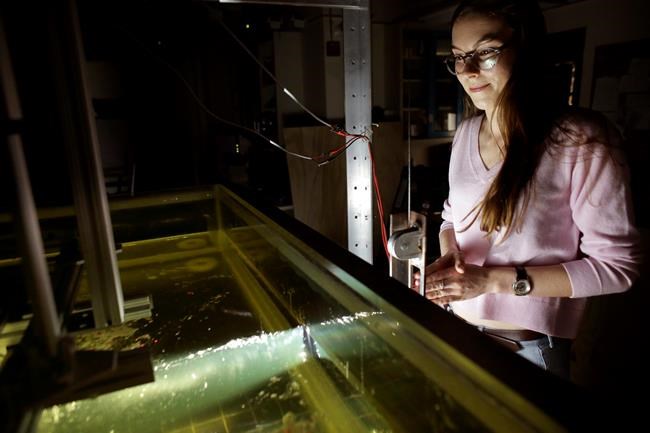 Sweet science: Putting corn syrup to work on Earth's origins | iNFOnews.ca