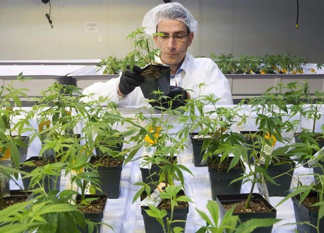 Aurora Cannabis co-founder Terry Booth retires from board of directors | iNFOnews.ca Aurora Cannabis co-founder Terry Booth retires from board of directors | iNFOnews.ca
