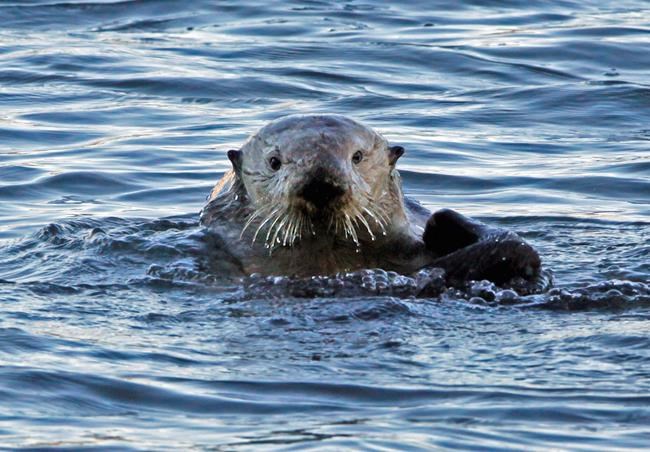 Research finds sea otter comeback worth millions but not all benefit | iNFOnews.ca