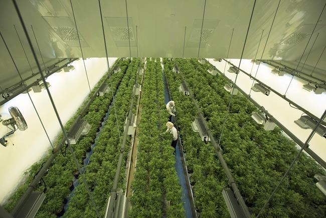 Canopy Growth worker tests positive for COVID-19, eight more to undergo testing | iNFOnews.ca