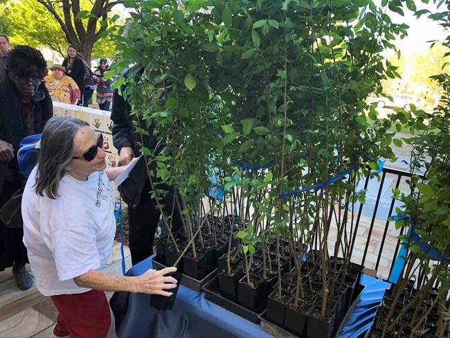 The Latest: Oklahoma City bombing Survivor Tree DNA lives on | iNFOnews.ca