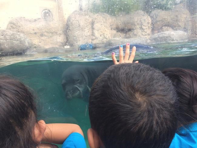 Endangered Hawaiian monk seal population rises to 1,400 | iNFOnews.ca Endangered Hawaiian monk seal population rises to 1,400 | iNFOnews.ca