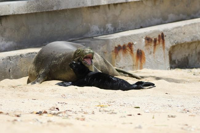 The Latest: Endangered Hawaiian monk seal born in Waikiki | iNFOnews.ca