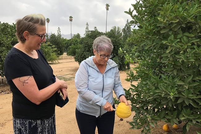 New California lab seeks cure to deadly citrus disease | iNFOnews.ca