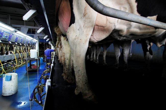 Researchers say happiness turns dairy cows into cash cows | iNFOnews.ca