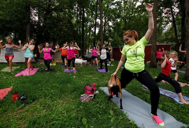 Downward dog meet jumping goat: Goats invade yoga classes | iNFOnews.ca Downward dog meet jumping goat: Goats invade yoga classes | iNFOnews.ca
