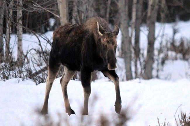Alaska residents warned to give grumpy moose their space | iNFOnews.ca Alaska residents warned to give grumpy moose their space | iNFOnews.ca